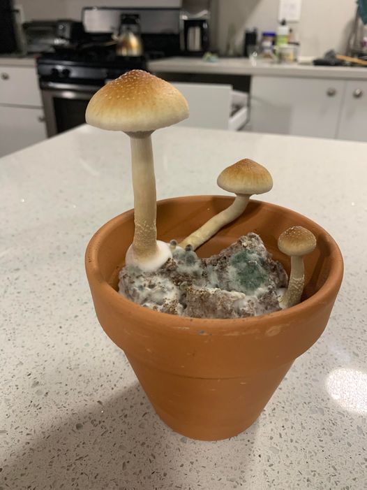 mushroomresercheshop