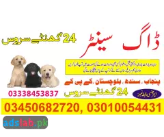 03450682720-Army dog center Peshawar contact - 1