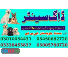 Army dog center Dera Ghazi Khan contact, 03450682720