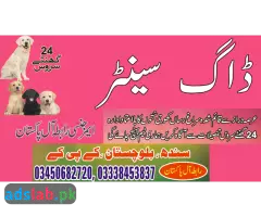 Army dog center Sadiqabad contact, 03450682720