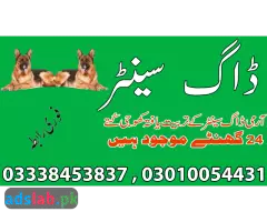 Army dog center Muzaffargarh contact, 03450682720