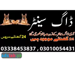 Army dog center Shorkot contact, 03450682720