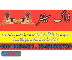 Army dog center Faisalabad contact, 03450682720 - 1