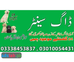 Army dog center Islamabad contact, 03450682720