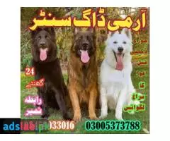 Army Dog Center Darya Khan | 03018665280