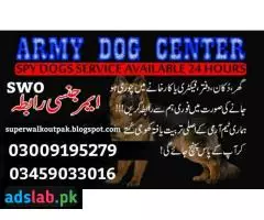 Army Dog Center Faisalabad | 03018665280