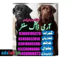 Army Dog Center Jhelum Cantact Number 03005373788