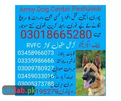 Army Dog Center Peshawar 03009780927 | Khoji Dogs in Peshawar