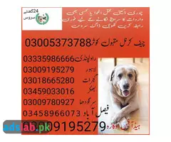 Army Dog Center Lahore  03009195279 | Khoji Dogs in Lahore - 1