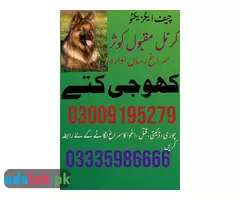 Army Dog Center Gujranwala 03009195279 | Khoji Dogs in Gujranwala - 1