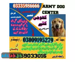03335986666 Army Dog Center Sadiqabad | Khoji Dogs - 1