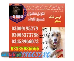 Army Dog Center Narowal 03009195279 | Khoji Dogs in Narowal - 1