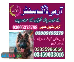 Army Dog Center Mianwali | 03018665280 | Khoji Kuttay in Mianwali - 1