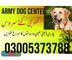 Army Dog Center Charsadda 03009195279 | Khoji Dogs in Charsadda