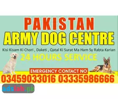 Army Dog Center Mansehra 03009195279 | Khoji Dogs in Mansehra