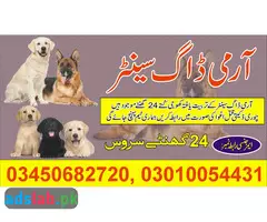 Army Dog Center Sargodha 03010054431