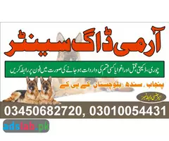 Army Dog Center Daur 03010054431 - 1