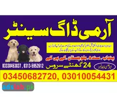 Army Dog Center Layyah 03010054431 - 1
