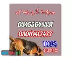 Army dog center Center Gujranwala 03455644331