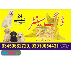 Army dog center Khanewal contact, 03450682720 - 1