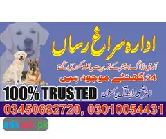 Army dog center Murree contact, 03450682720 - 1