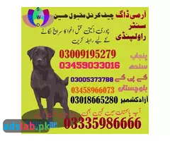Army dog center Karachi 03009195279