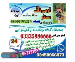 Army Dog Center Sahiwal 03458966073 - 1