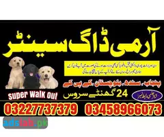 Army Dog Center Gwadar 03458966073