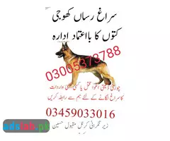 Army dog center Lahore 03005373788
