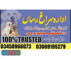 Army dog center Jhelum 03459033016