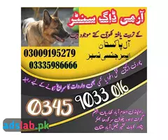 Army Dog Center Pakpattan contact 03335986666