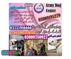 Army dog center Larkana 03458966073