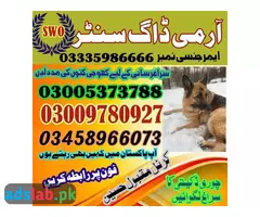 Army Dog Center Bahawalpur 03005373788