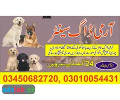 Army dog centre contact Islamabad 03450682720