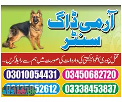 Army dog center Gujranwala contact, 03450682720 - 1