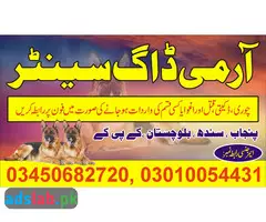 Army dog center Sialkot contact, 03450682720