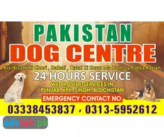 Army dog center Sargodha contact, 03450682720 - 1