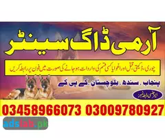 Army dog center Bahawalpur contact 03458966073