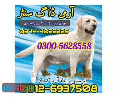 Amy dog center okara 03444023229