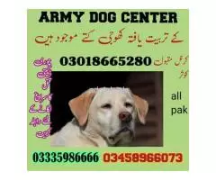 Army Dog Center Peshawar 03009195279