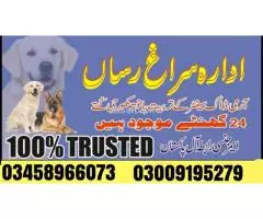 Army Dog Center Nowsehra 03009195279