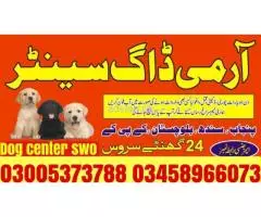 Army Dog Center Karachi 03009195279