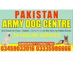 Army Dog Center Swabi 03009195279