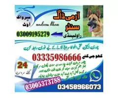 Army Dog Center Quetta 03009195279