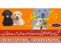 Army dog center Bahawalpur contact, 03450682720 - 1