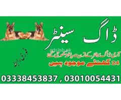 Army dog center Faisalabad contact, 03450682720