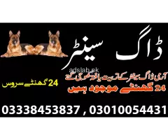 Army dog center Sargodha contact, 03450682720