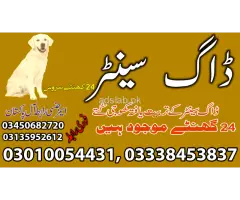 Army dog center Wazirabad contact, 03450682720