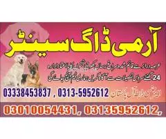 Army Dog Center Lahore 03010054431