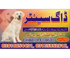 Army Dog Center Rawalpindi 03010054431